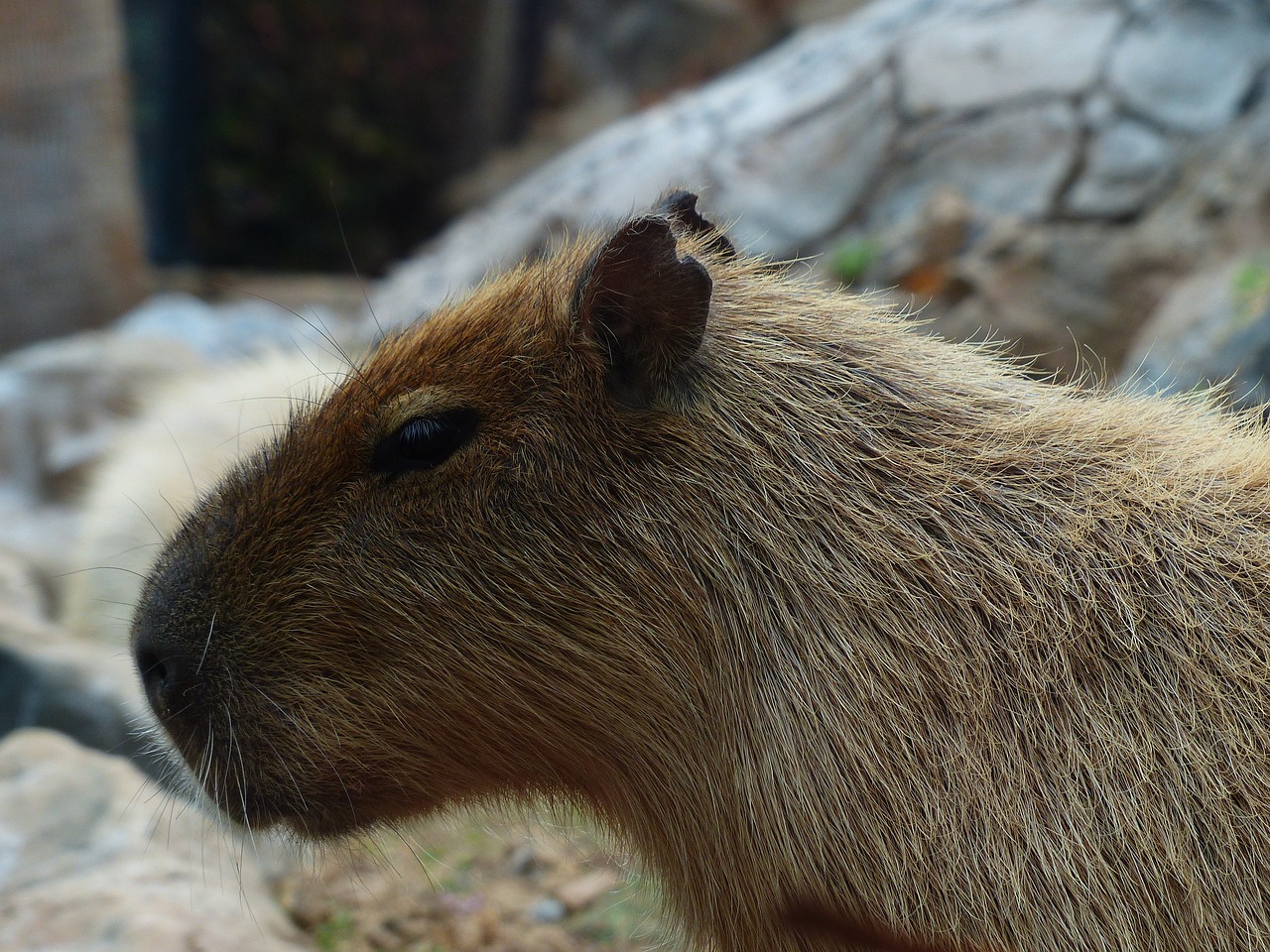 A picture of a capybara.